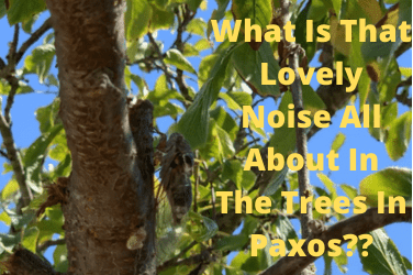 What Is That Lovely Noise All About In The Trees In Paxos??